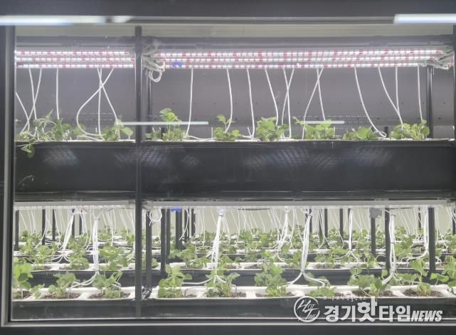 마두 지하보도 딸기 스마트팜