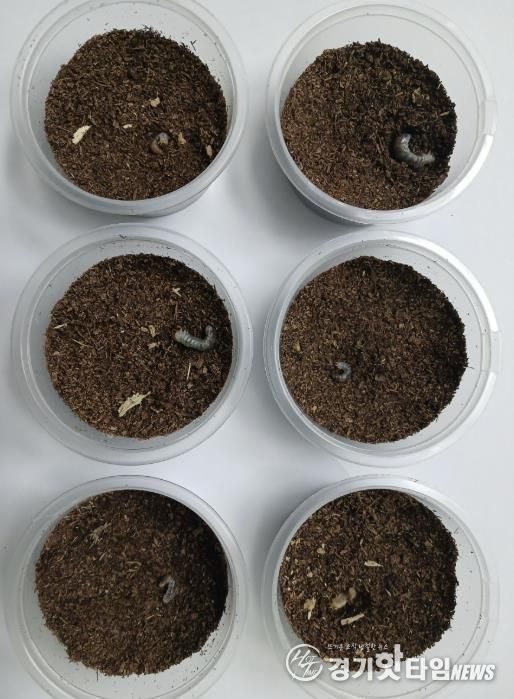 의왕 조류생태과학관, 멸종위기 두점박이사슴벌레 2세대 번식 성공