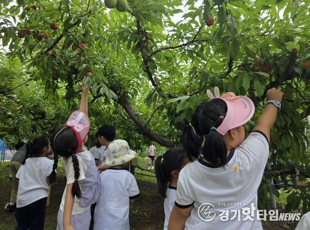 수원시 과수공원에서 아이들이 과일 수확 체험을 하고있다.